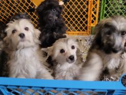 Beautiful Chinese Crested Powder Puff Puppies for Sale