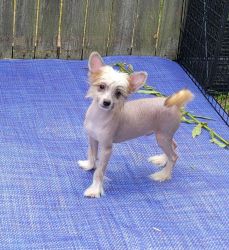 AKC Chinese Crested TRUE hairless!