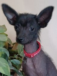 Female Chinese Crested