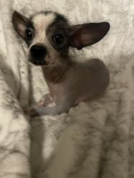 Chinese crested hairless female