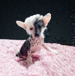 Hairless Female Chinese Crested