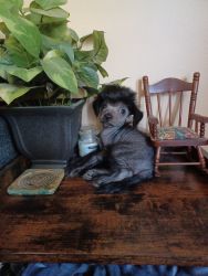 Male Chinese Crested