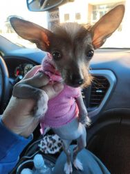 Female Chinese Crested Puppy for sale