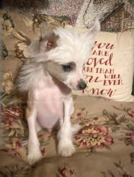 Male HHL Chinese Crested