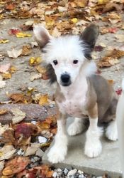 Male Tri color wolf sable PP Chinese Crested