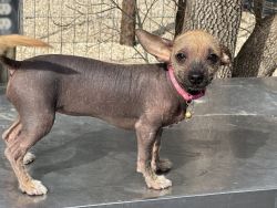 Female Chinese Crested (Scarlett's Pink)