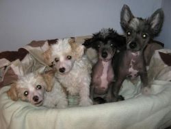 12 weeks old Chinese Crested puppies.