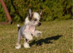 Purebred Papered Chinese Crested Puppies