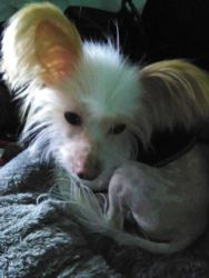 Chinese Crested Male 2 Avail For Home Now