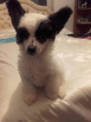 cute chinese crested pups for lil rehome fee