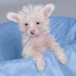Akc F/m Chinese Crested Puppies For Sale