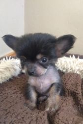 Chinese Crested Puppies Ready Now