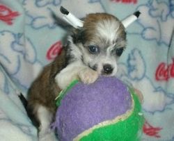 Chinese Crested puppies