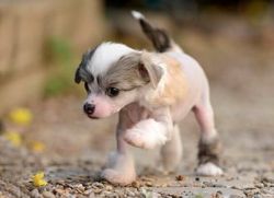 Cute Chinese Crested Puppies