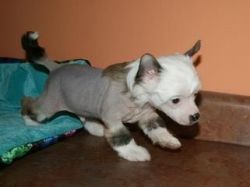 Chinese Crested Life Vaccinations Included