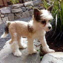 AKC Chinese crested puppies