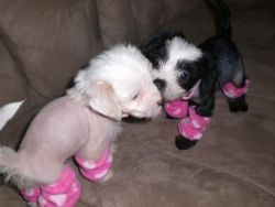 Chinese crested hairless female puppy