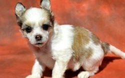 Purebred Chinese Crested puppies
