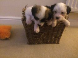 Chinese Crested Powderpuff Puppies