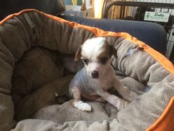 Kc Registered Chinese Crested Puppies For Sale