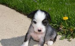 Chinese Crested male puppy