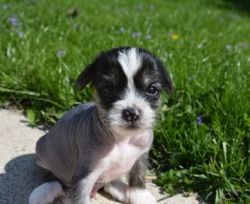 Chinese Crested puppy male