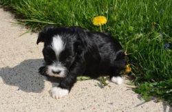 Chinese Crested puppy female