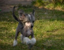 Purebred male and female Chinese Crested puppies available