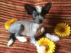 Ready Chinese Crested puppies