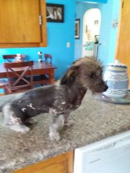6 month old Female Chinese Crested / Jack Rus Terrier