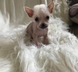 Chinese crested hairless puppy