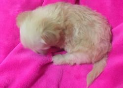 Male and Female female Chinese Crested Puff puppies
