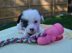 Chinese Crested female puppy