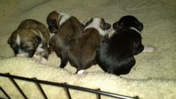 Chinese Crested Puppies Ready