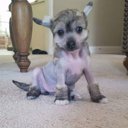 Male and female Chinese Crested Puppies