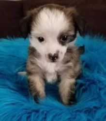 Chinese crested puppy