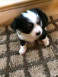 TWO CKC REGISTERED MALE CHIHUAHUA PUPPIES, LONG COATS