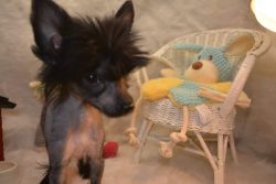 Chinese Crested female puppy