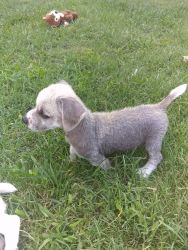 Tanksley Chinese Crested puppy's