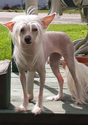 2 yr old Hairless Chinese Crested female