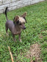 Hairless Chinese crested puppy