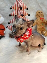 Chinese Crested Hairless puppy