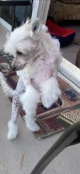 Chinese Crested HHL four month girl. AKC registered . Pedigree. Vaccin