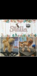 Stella- 1 yr old Chinese Crested Powderpuff