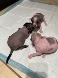 Hairless Chinese Crested Puppies