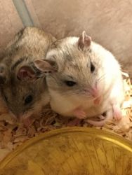 2 Chinese Hamsters with Housing