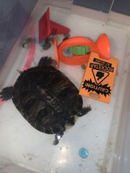 Turtle for sale