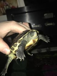 Chinese stripped neck turtle for rehome