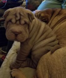 kind Chinese Shar-Pei Puppies