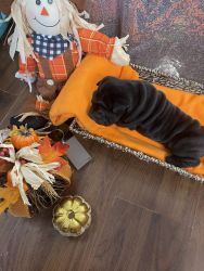 Adorable Male Chinese Sharpei Puppy for Sale (ORANGE, CA ONLY)